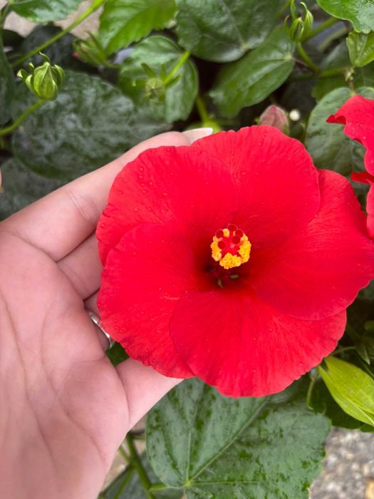 Китайски рози  различни цветове