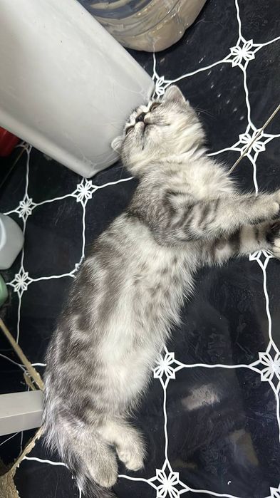 Котята вислоухие британцы продаются