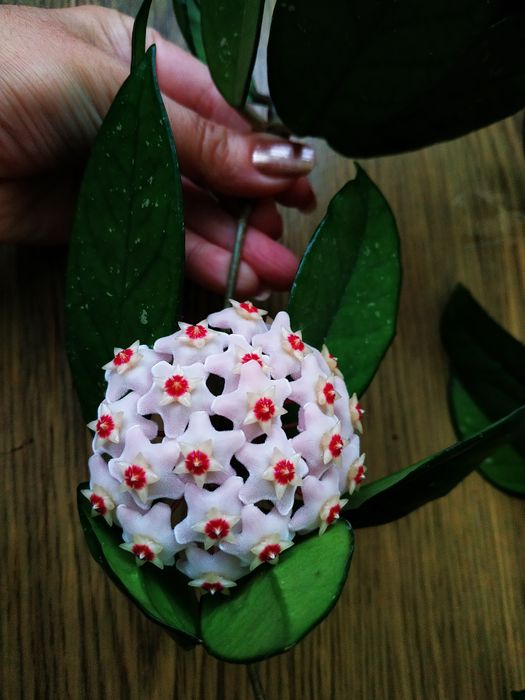 Комнатный цветок- "Хойя"