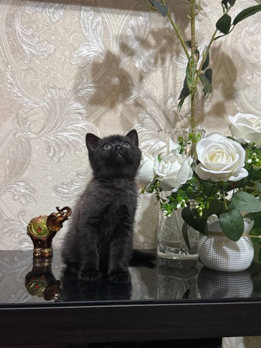 Котята просто очаровательные
