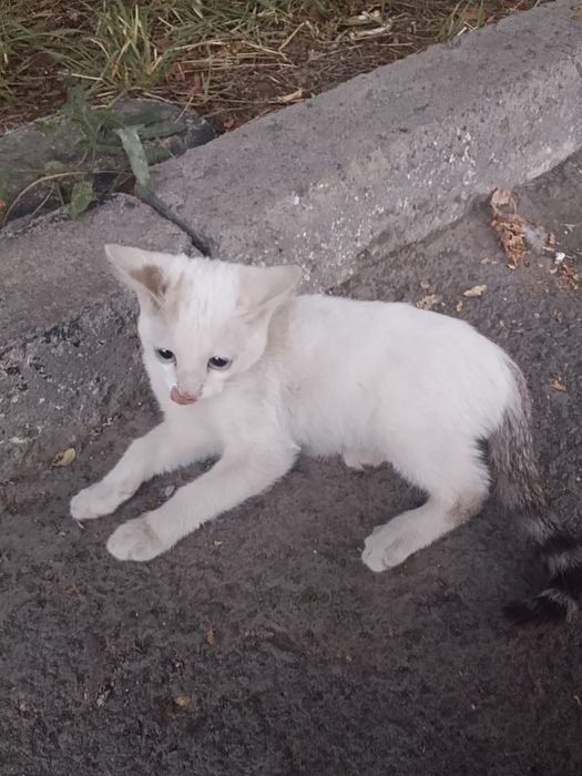 Маленький котёнок