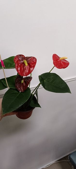 Антуриум:6500 тенге