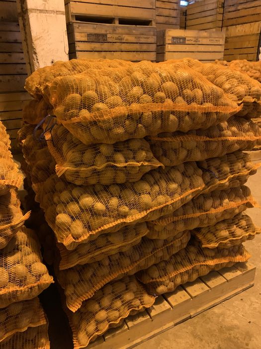 Cartof pentru consum - Arizona