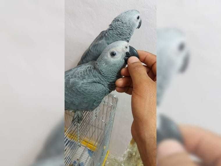 papagali:nimfă kakariki rosella,gri,amazon,cacadu,aratinga,Alexander