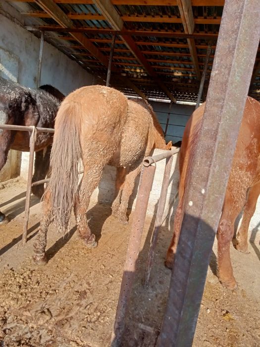 Жылқы сатылады, срочно, бағасын келісеміз