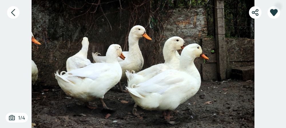 Oua de rata Pekin pentru incubat