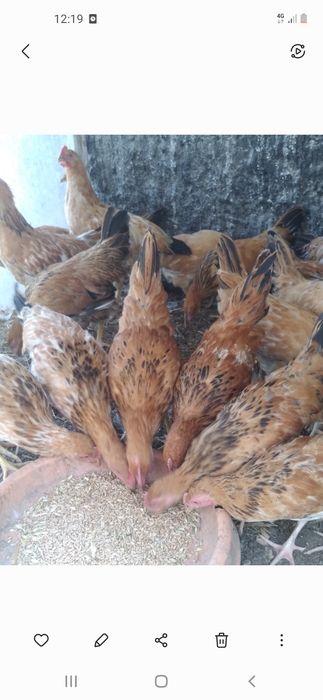 Продам курей домашних