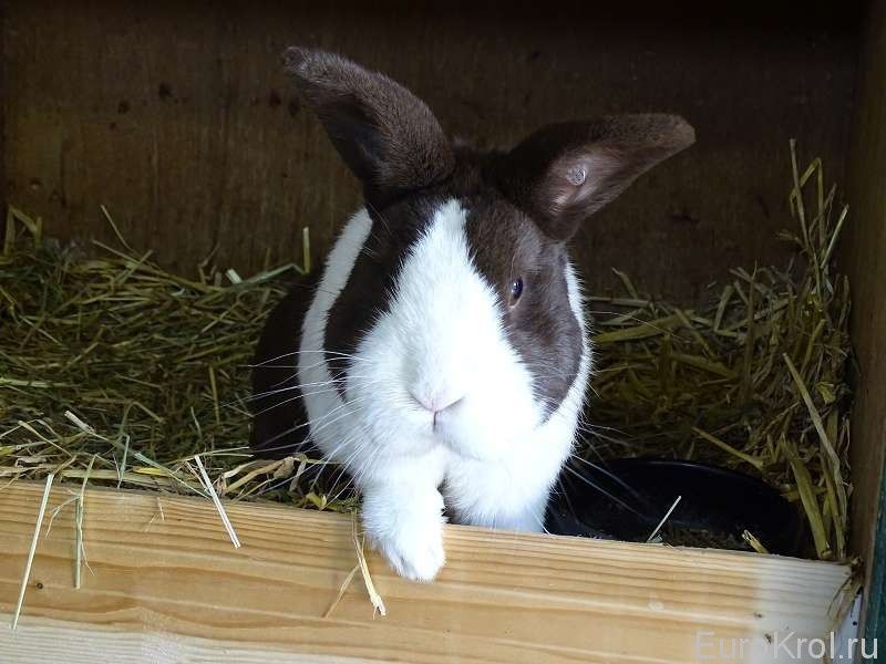 Golland (Dutch) Zotli Panda Quyonlar