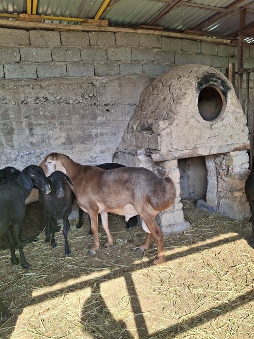 Пародистый кошкар