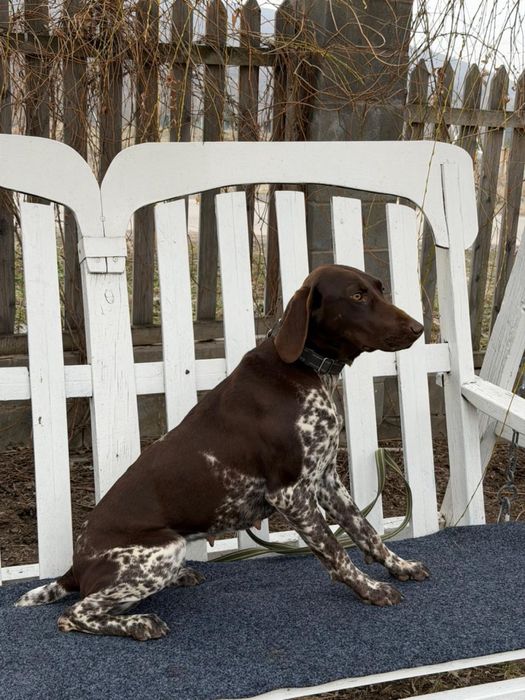 Курцхар сука 1.5года