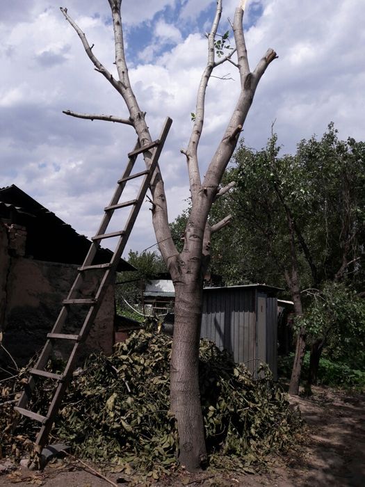 Продам дерево орех на спил