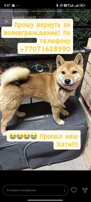 Пропала собака Сиба-ину