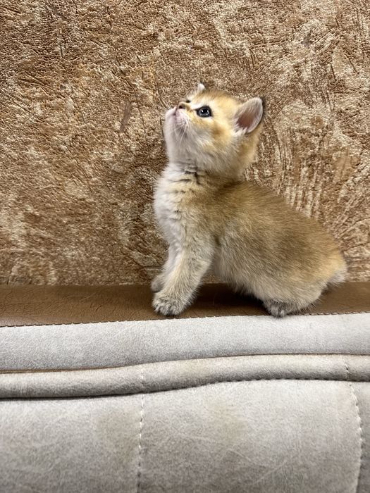 Вязка королевского британского кота ny12