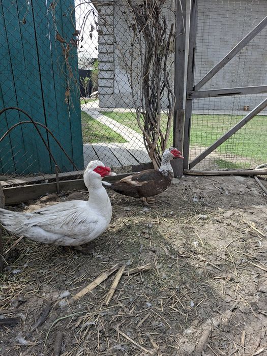 Индоутки домашние