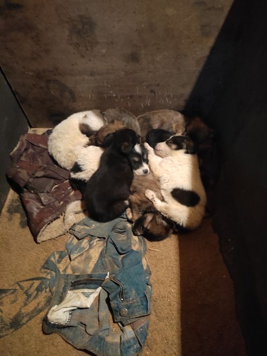 Щенята восемь штук