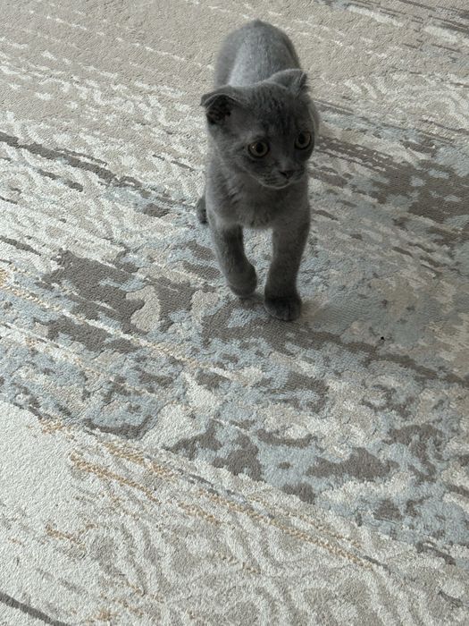 Маленькое счастье ищет свой дом.