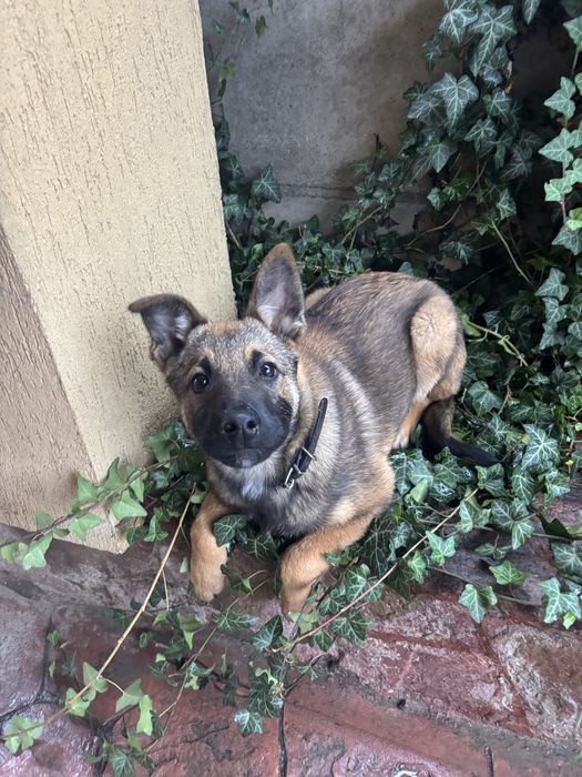 mix de ciobanesc belgian spre adoptie