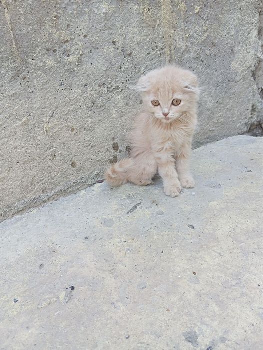 Fold 3 oylik latok biladi