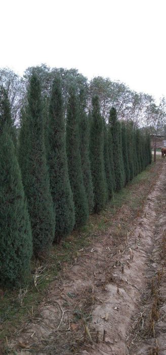 Стречка сотлади манзил сурхондарйо денов