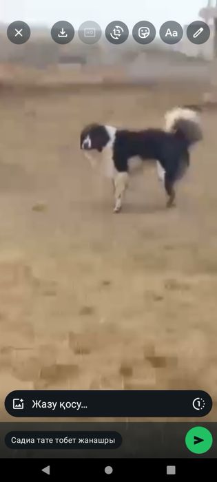 Тобет( Қазақы ит) күшіктері щенята