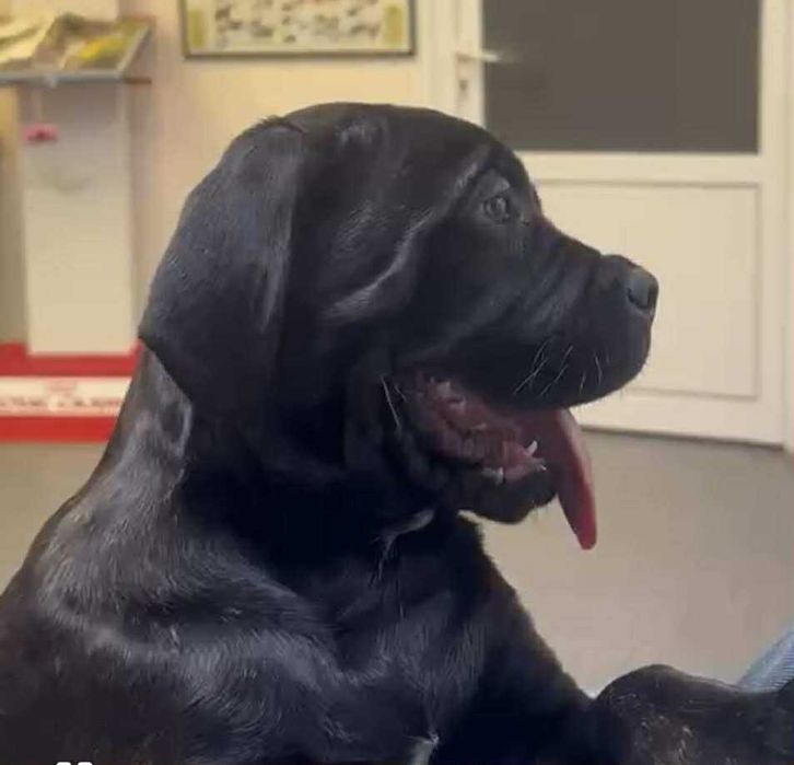 Кане Корсо 7.11.2025г. Момичета !