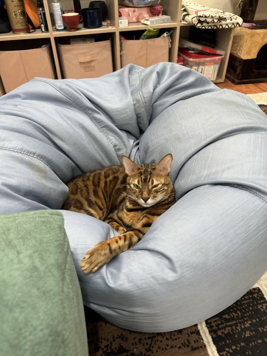 Отдам кота в добрые руки