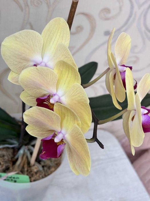 Орхидеи, домашнее цветение