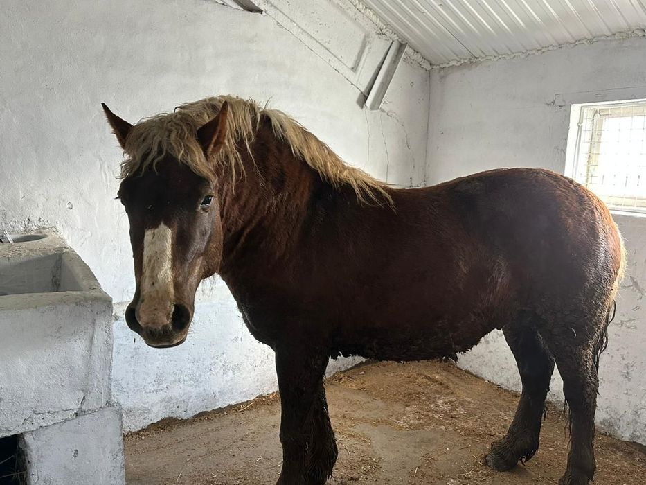 Продам Тяжеловоза