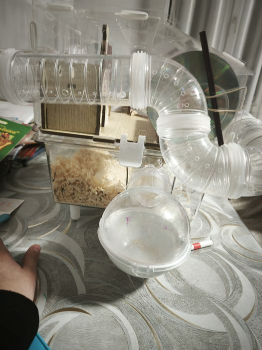 хомяк сибирский.