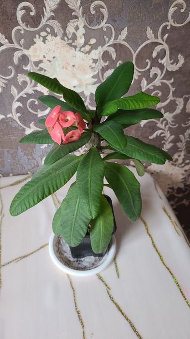 Продам герань,колеус, молочай