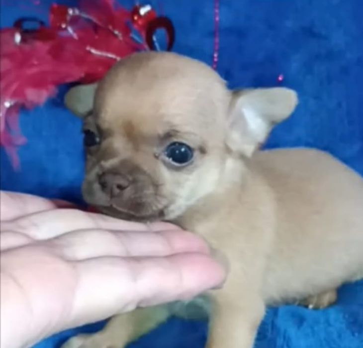 Мини щенок чихуахуа