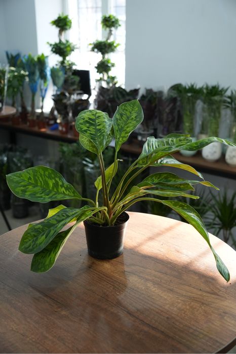 Хомаломена Камуфляж