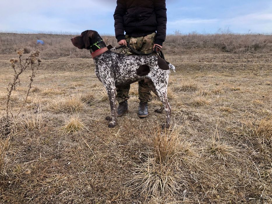 Пролам курцхаара