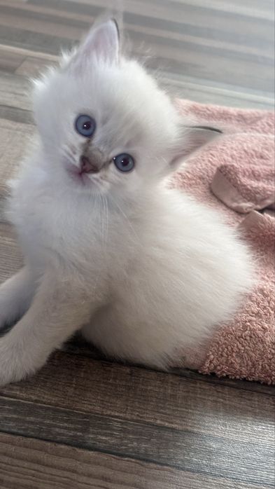 Котенок в добрые руки,мальчик