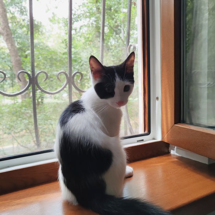 Отдам котёнка 4 месяца