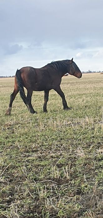 Продам жеребца тяжеловоз