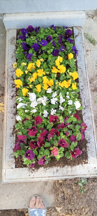 Гул экиш хизмати