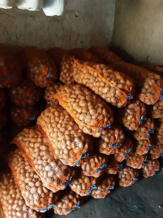 Cartofi de consum si de sămânță