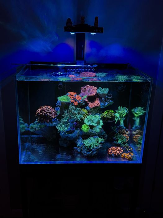 кораллы и морская рыба