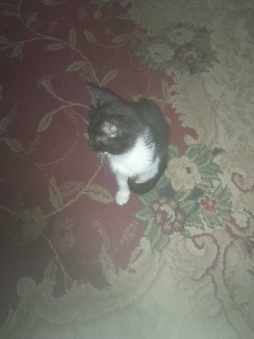 Котята в добрые руки бесплатно.