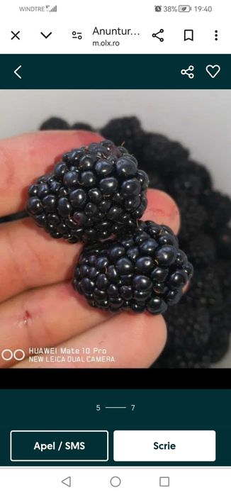 Drajoni mure thornfree.