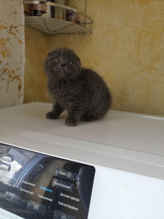 Скоттиш Шотландские Фолды