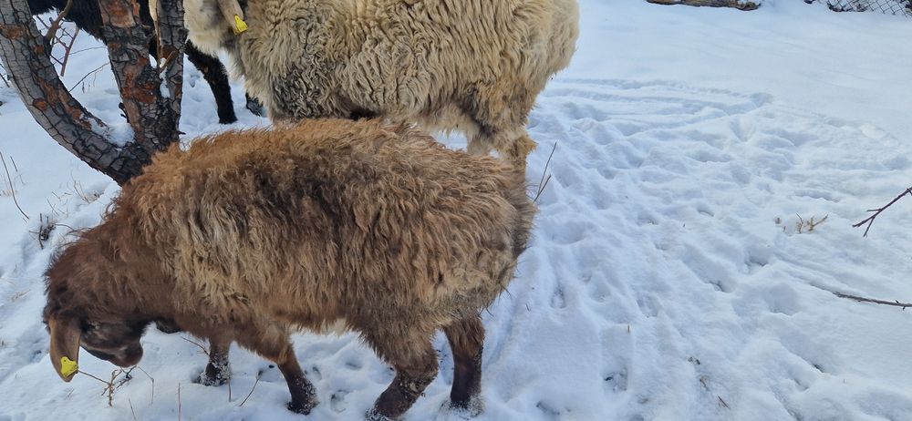 Тоқты қошқарлар сатылады