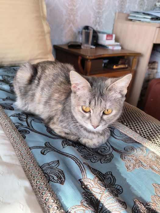 Ищем дом кошечке