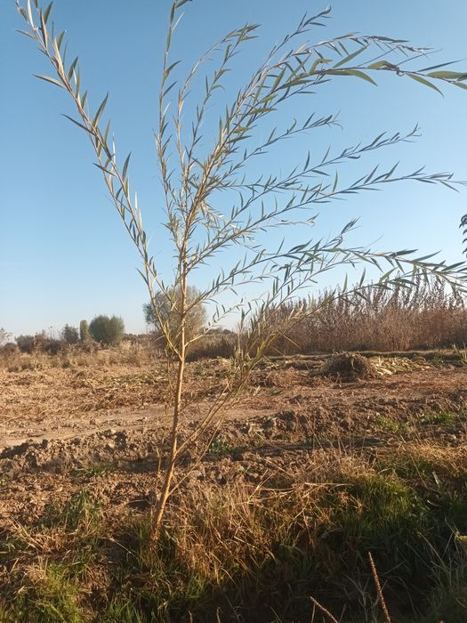 Мажнунтол кучатлари сотилади