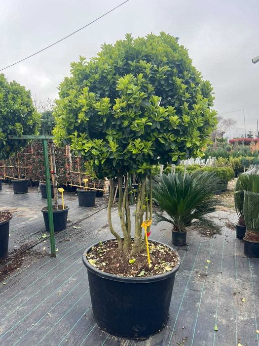 plante ornamentale