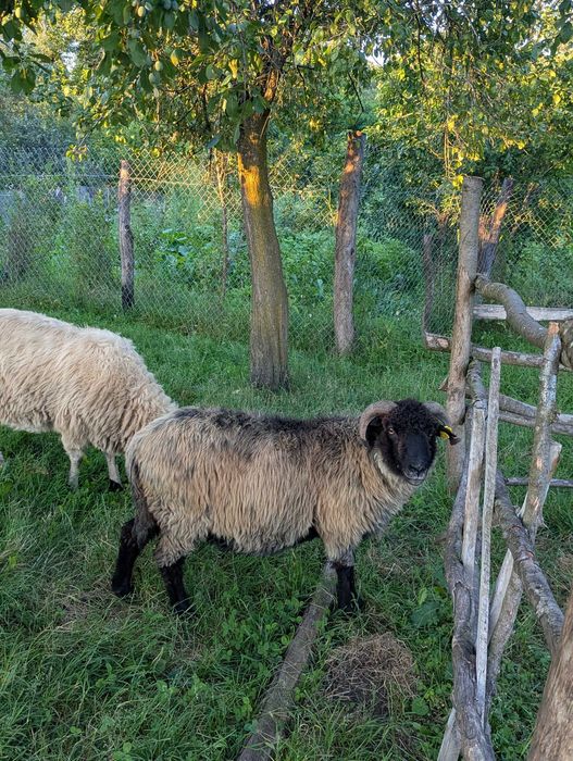 Oaie de vânzare .