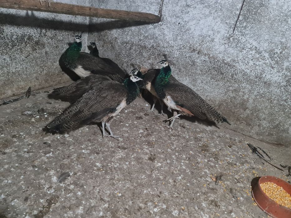 Pauni masculi de anul trecut