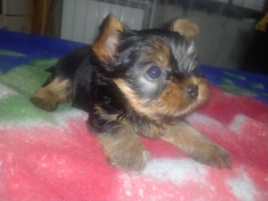 Йоркширский терьер