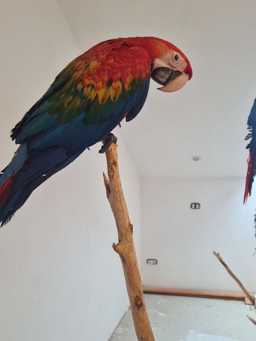 Vând pui Ara  rubigold